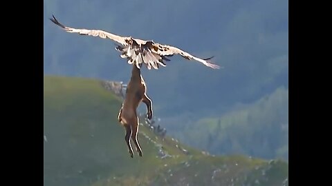 Eagle catches a deer 🦌