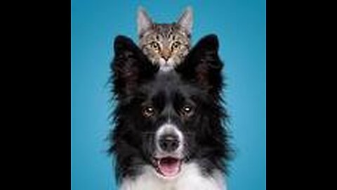 MEOW~ So Funny! Funniest Cats and Dogs 2023 😺🐶