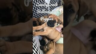 Pick me up puppies ! LonelyCreek bullmastiff #bullmastiffpuppy