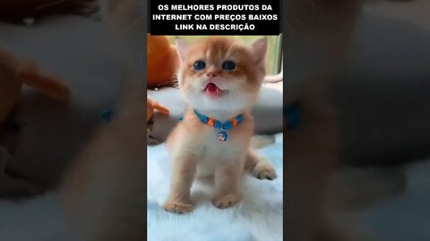 o gatinho mais bonito do mundo