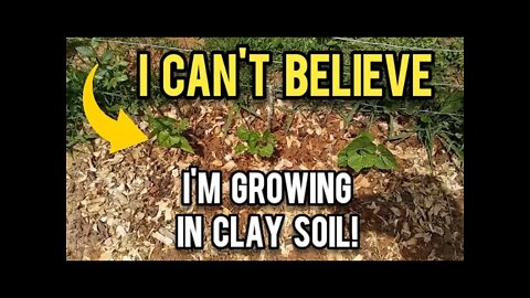 I Can't Believe I'm Growing in Clay Soil! - Ann's Tiny Life and Homestead