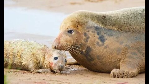 UK seals attacked by cruel thugs: 'Stoned, dragged by flippers' and 'dogs set on them'