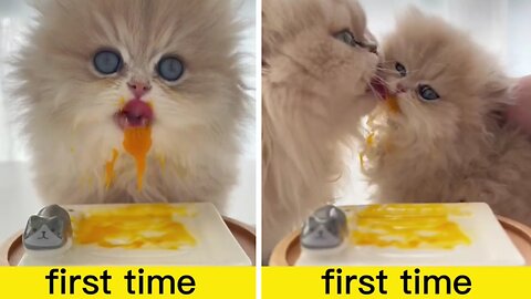 Adorable lovely kitten first time egg yolk tasting!!!