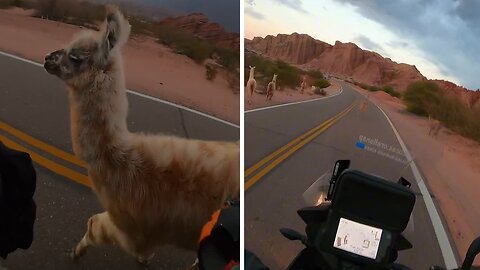 Biker encounters curious llama on Route 68 in Salta Province