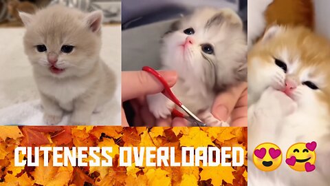 Adorable kittens that'll make your Day 😍🥰