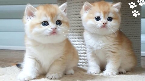 The cutest kittens-British Shorthair