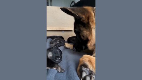 🥰Gorgeous German Shepard Puppies!🥰