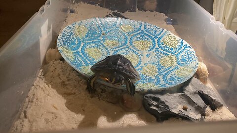 Turtle name Troy