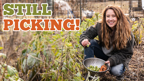 Grow FRESH Vegetables in Single Digit Temps W/Out a Greenhouse - Gardening in January