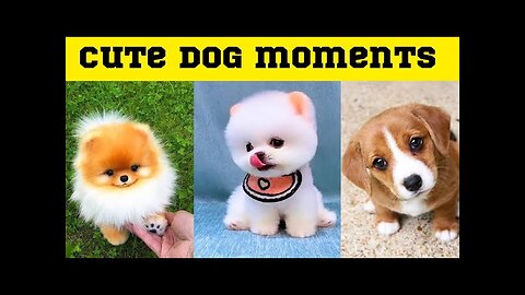 Cute dog moments compilation