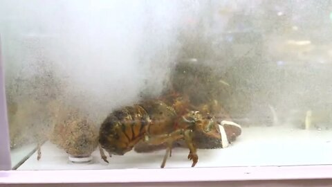 Lobsters In Water Alive In Supermarket