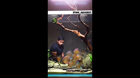 Discus fish Tank