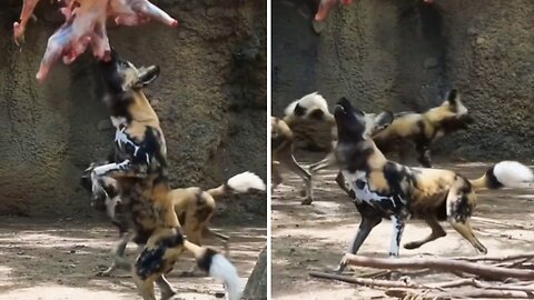 The painted pups got a very special treat! 🐶❤️🍖