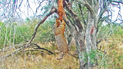 Leopard's Gym Workout: Pull-Ups with a Buck