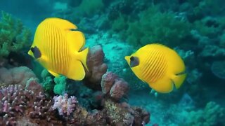 Diving in Red Sea