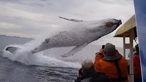 Whale jumps out of nowhere during sight seeing tour