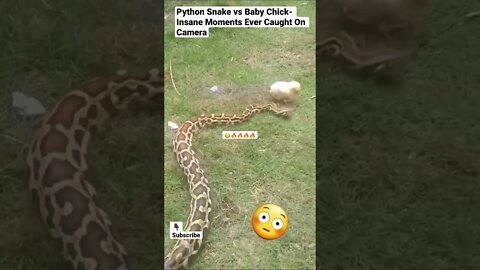 Python Snake vs Baby Chick- Insane Moments Ever Caught On Camera #shorts #snakevideo #chicken