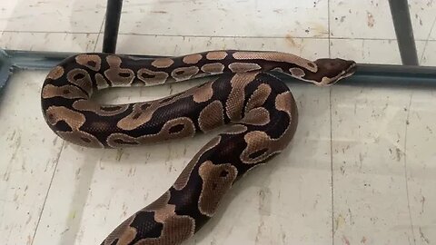 Ball pythons basic knowledge as a pet