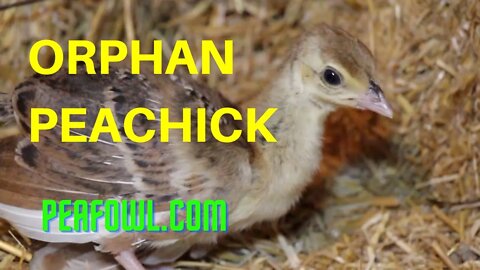 Orphan Peachick, Peacock Minute, peafowl.com