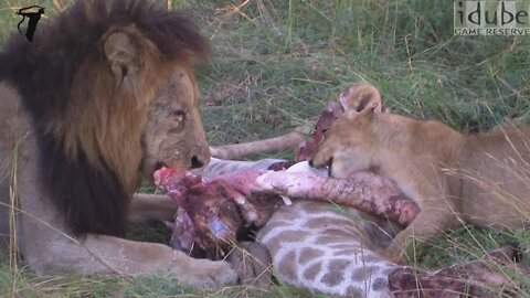 Lion Pride Eating a Giraffe