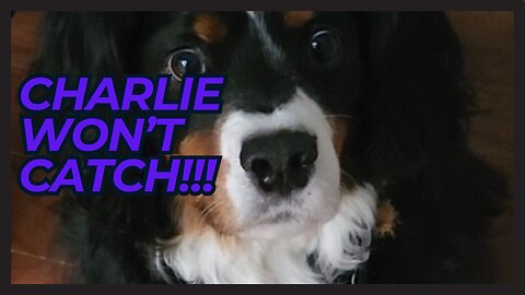 Charlie Won't Catch!!!