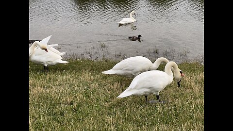 Bird island