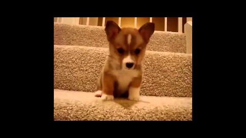 Funny dog videos