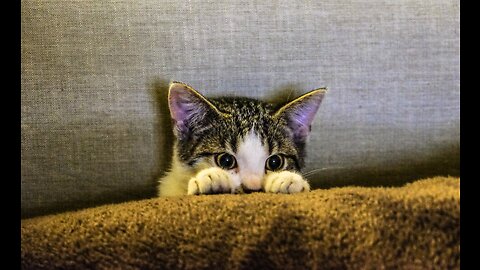 Homeless Cute Kitten Begging Human To Feed Him Squid