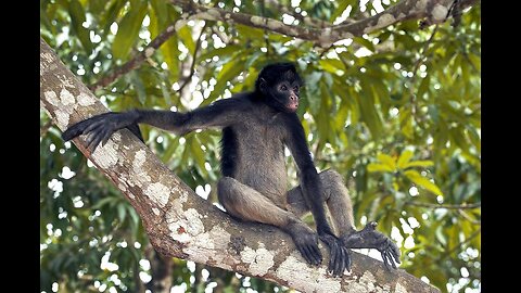 5 Fun Facts About The White-Bellied Spider Monkey