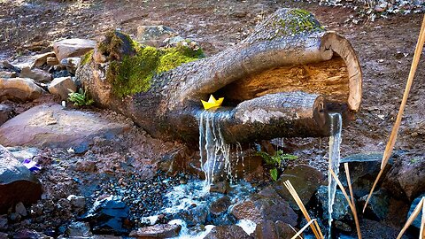 Waterfall in a Hollow Black Oak Tree