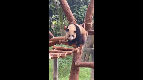 CUTE PANDA: why Pandas are endangered?