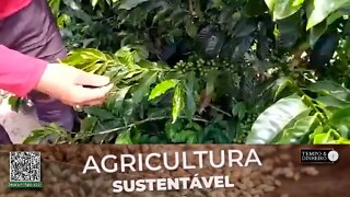 Cafeicultor recupera seu cafezal com SH-24 da Lottus Biosoluções