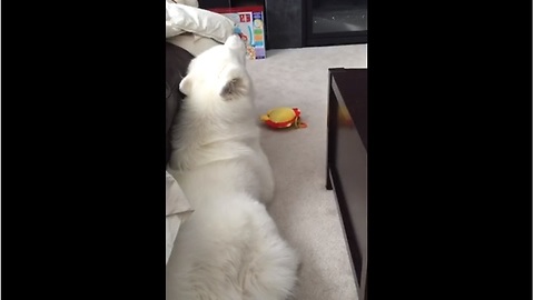 Samoyed intensely howls at musical baby toy