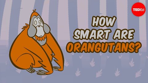 How smart are orangutans? - Lu Gao