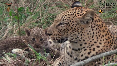 Seriously Cute Little Leopard Cub