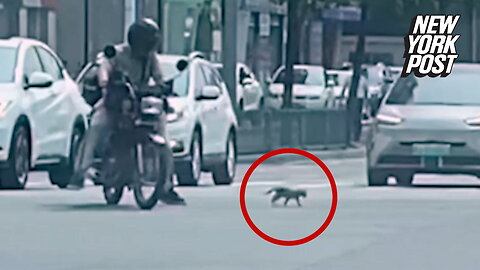 Motorcyclist saves cat from getting run over