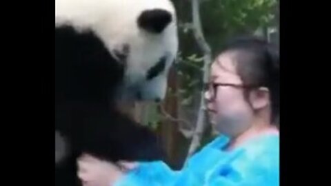 Panda Loves Women. Panda Lovers videos.