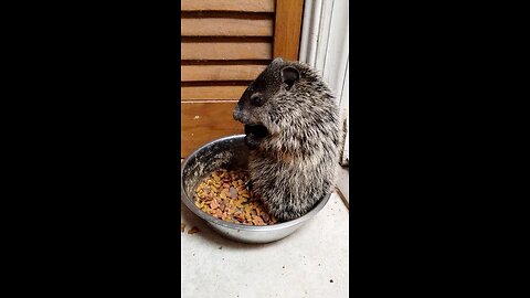 baby groundhog eating cat food