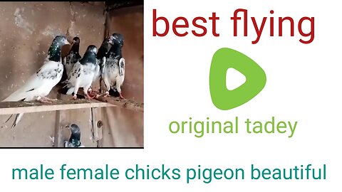 Tadeey pigeon male female chicks beautiful