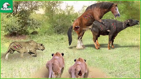 30 Tragic Moments_ Horses And Cows Are Doing Strange Things In The Lion King_s Territory