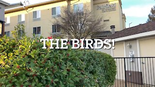 The Birds!