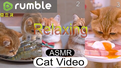 ASMR! Relaxing Cute Cats Video.