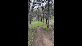 Walking in the Forest of Round Valley