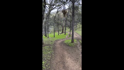 Walking in the Forest of Round Valley