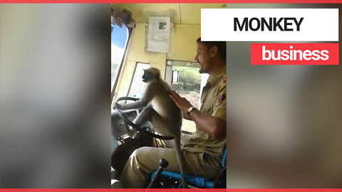 Bus driver investigated after letting monkey take the wheel of bus