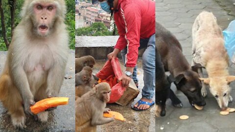 monkey eat papaya || feeding papaya to the wild monkey || feeding stray dog