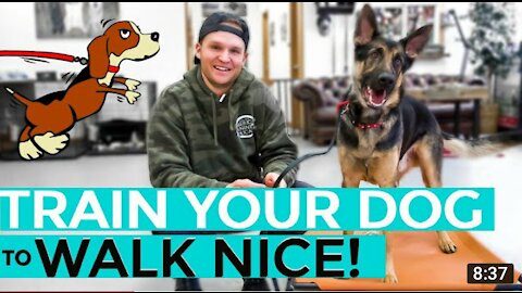 How to leash train your dog not to pull + dog training loose lead walking