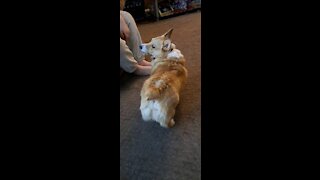 Corgi shakedown