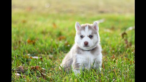 Your Your Complete First Week Puppy Training