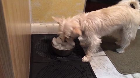 "Cute Dog Licks Ice"